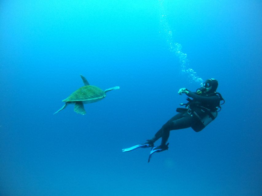 Tenerife: Puerto Colon Certified Scuba Dive by Speed Boat - Where the experience starts in Puerto Colón (and what to look for)
