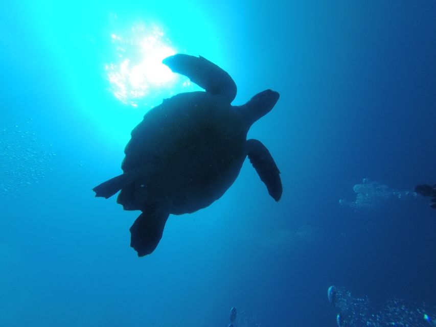Tenerife: Puerto Colon Certified Scuba Dive by Speed Boat - Boat entry and in-water guidance: how they keep it manageable