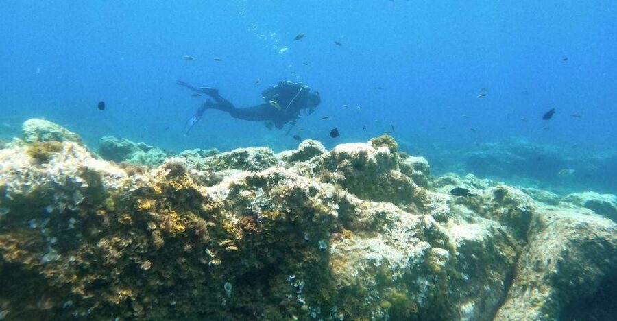 Tenerife: Puerto Colon Certified Scuba Dive by Speed Boat - What happens after you surface: wash, debrief, and logbook stamping
