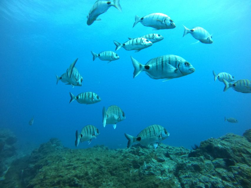 Tenerife: Puerto Colon Certified Scuba Dive by Speed Boat - Price and value: why $59 can make sense (or not)