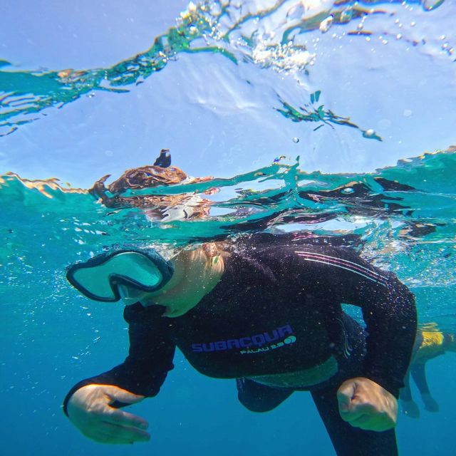 Tenerife: Puerto Colon Snorkel Safari by Speed Boat - The return ride: a final look without the pressure