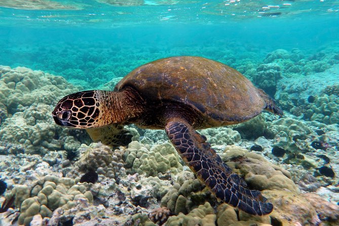 V.I.P Snorkeling & Fishing Tour ( Speed Boat ) Minimum 02 people - Bamboo Island (Con Sẻ Tre): Lunch, Beach Time, City Views