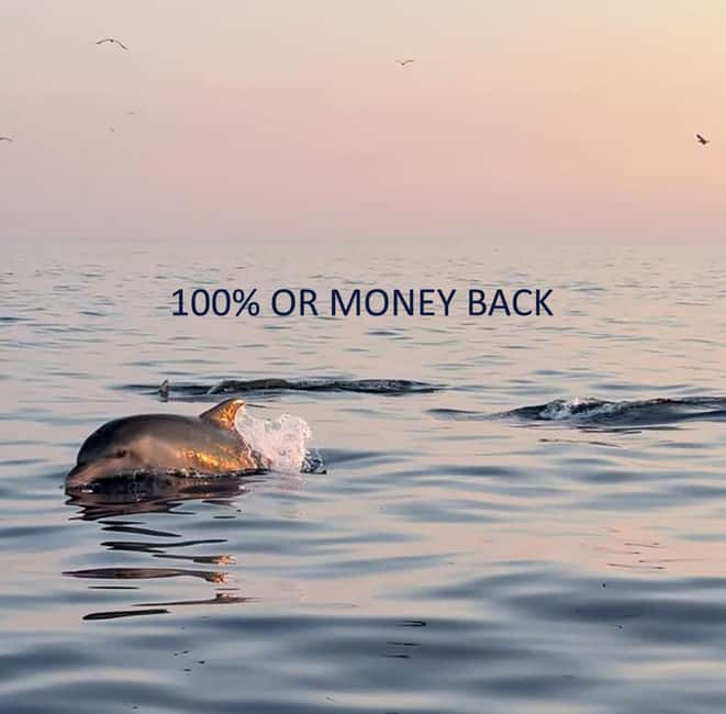 Vrsar: Dolphin-Watching Sunset Adventure with Speedboat - Key things to know before you go