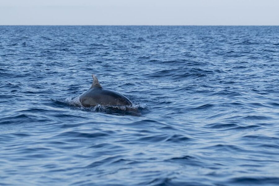 Vrsar: Dolphin-Watching Sunset Adventure with Speedboat - Should you book the Vrsar Dolphin-Watching Sunset Adventure?