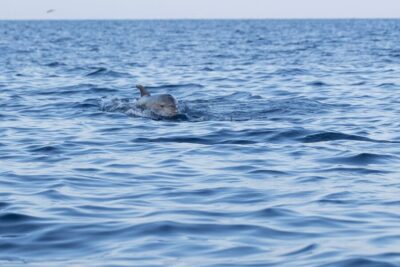 Vrsar: Dolphin-Watching Sunset Adventure with Speedboat - The dolphin search: respectful viewing that actually makes a difference
