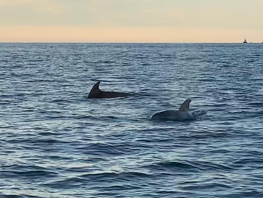 Vrsar: Dolphin-Watching Sunset Adventure with Speedboat - What the 90 minutes feels like on the water