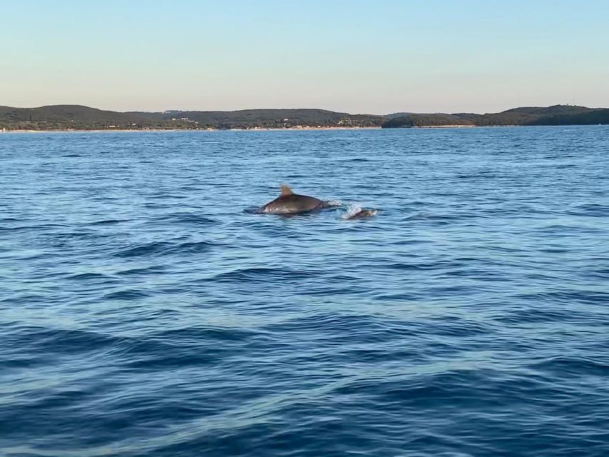 Vrsar: Dolphin-Watching Sunset Adventure with Speedboat - Price and value: what $29 buys you (and what it doesn’t)