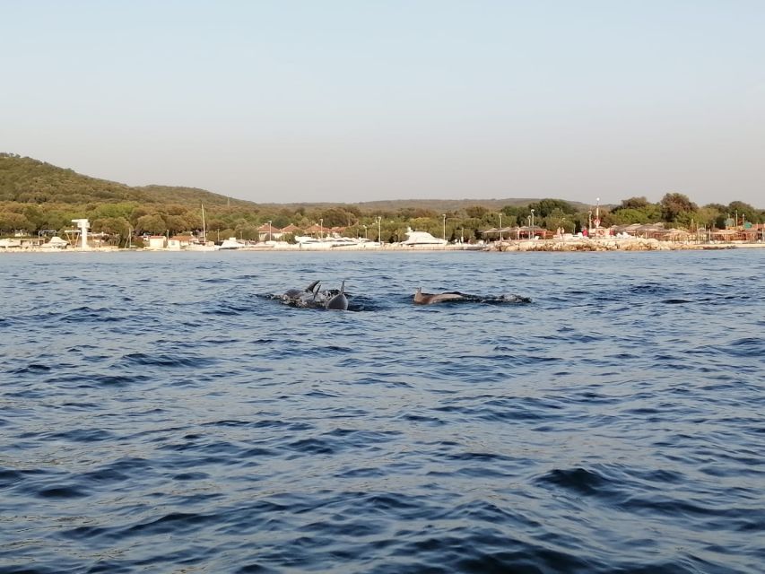 Vrsar: Dolphin-Watching Sunset Adventure with Speedboat - When weather changes the plan (and how to stay flexible)