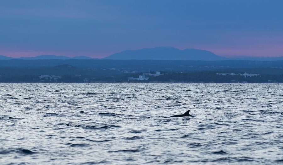 Vrsar: Dolphin-Watching Sunset Adventure with Speedboat - The “respect for dolphins” part is the real product