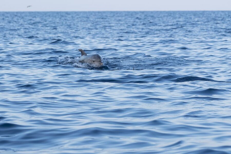 Vrsar: Dolphin-Watching Sunset Adventure with Speedboat - The dolphin search: respectful viewing that actually makes a difference