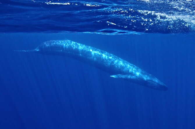 Whale and Dolphin Watching in San Diego Speedboat Tour - Key Highlights You’ll Care About