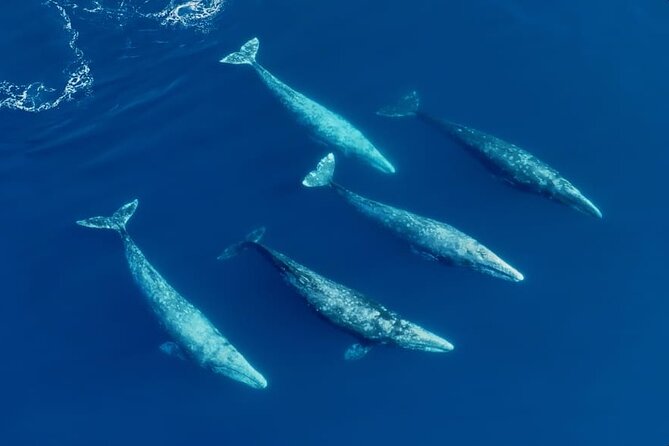 Whale and Dolphin Watching in San Diego Speedboat Tour - Mission Bay to Offshore: What the 3-Hour Speedboat Format Really Feels Like