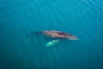 Whale and Dolphin Watching in San Diego Speedboat Tour - Which Whale Season Matches Your Dates in San Diego?
