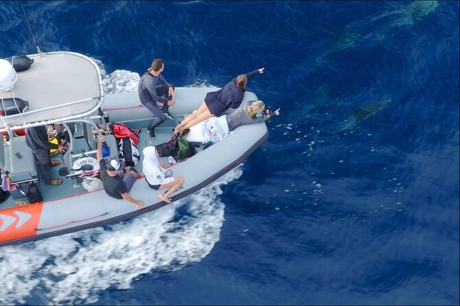 Whale and Dolphin Watching in San Diego Speedboat Tour - Crew, Safety, and Net Zero Expeditions: Why It Matters