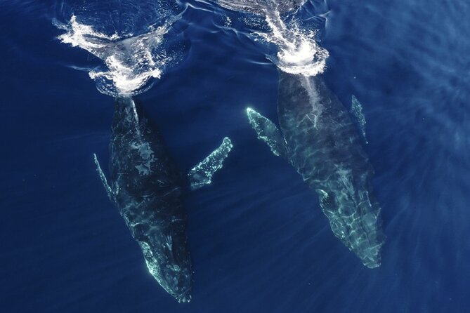 Whale and Dolphin Watching in San Diego Speedboat Tour - Price and Value at $199: What You’re Really Buying