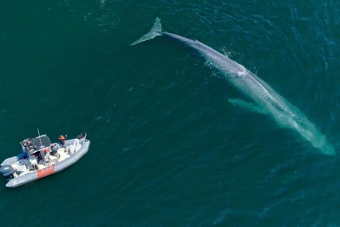 Whale and Dolphin Watching in San Diego Speedboat Tour - Who This San Diego Whale and Dolphin Speedboat Tour Fits Best