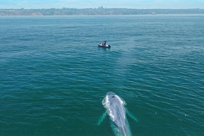Whale and Dolphin Watching in San Diego Speedboat Tour - Should You Book This Whale and Dolphin Speedboat Tour?