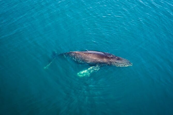 Whale and Dolphin Watching in San Diego Speedboat Tour - Which Whale Season Matches Your Dates in San Diego?