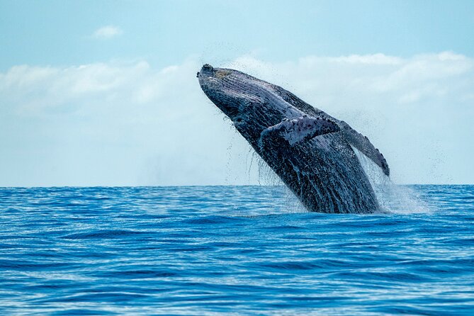 Whale Watching Adventure -Speed Boat & Small Group - Why this Honolulu speed-boat whale watch actually works
