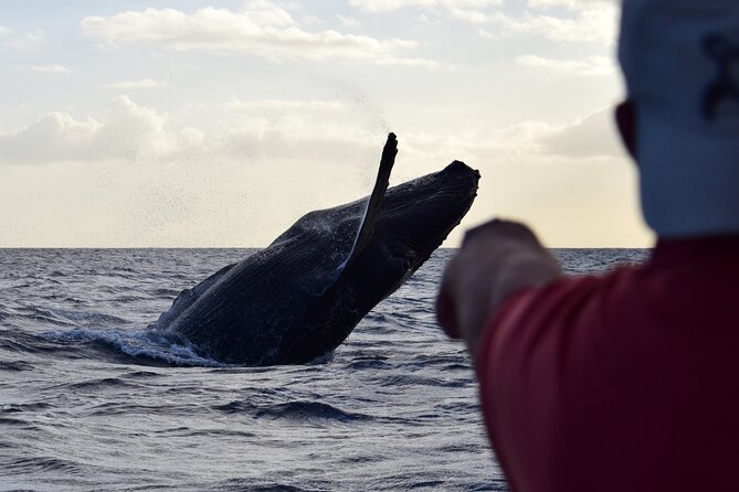 Whale Watching Adventure -Speed Boat & Small Group - Kewalo Basin: your launch point for whale sightings