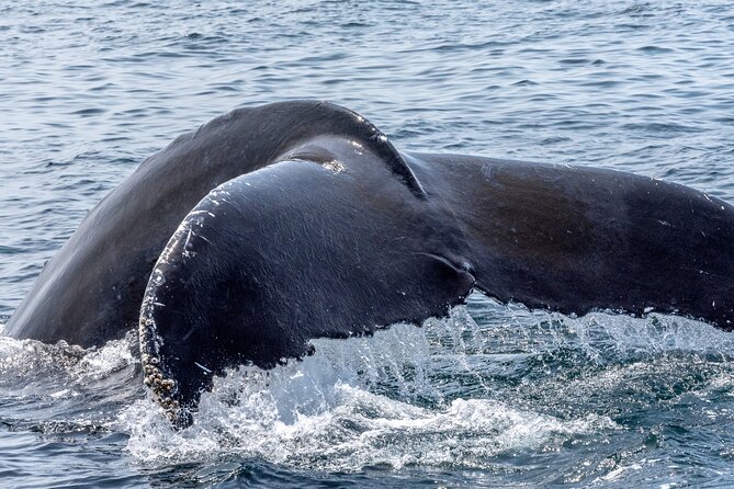 Whale Watching Adventure -Speed Boat & Small Group - Waikiki coastline views from the water (and why they feel special)