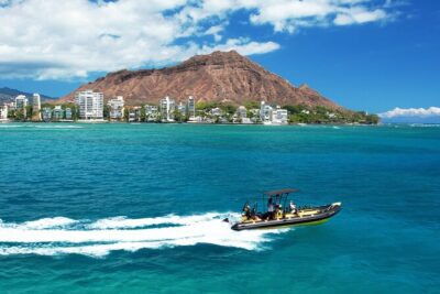 Whale Watching Adventure -Speed Boat & Small Group - What you’re likely to see: whales plus the whole marine buffet
