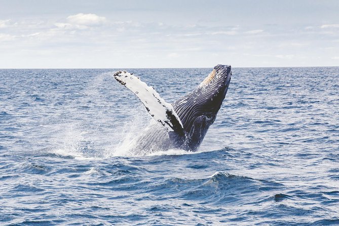 Whale Watching Adventure -Speed Boat & Small Group - Price and value: is $105 worth it?