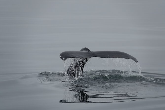 Whale Watching by RIB Speedboat from Downtown Reykjavik - What wildlife you can hope to see: whales, dolphins, and porpoises