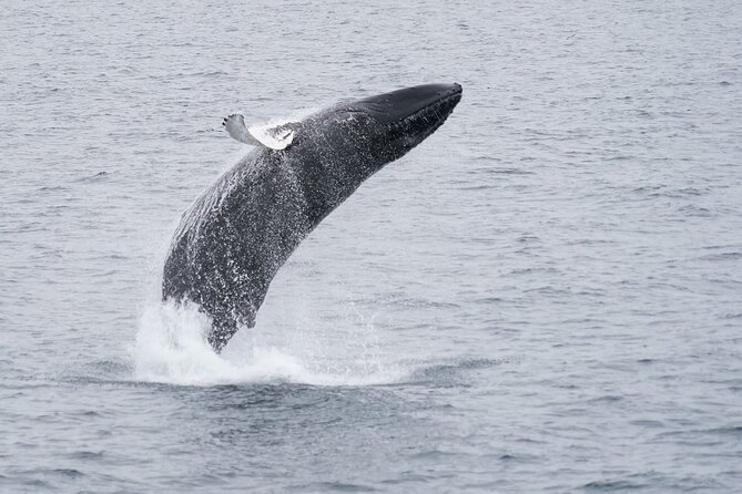 Whale Watching by RIB Speedboat from Downtown Reykjavik - Reykjavik highlights from the water: Harpa and Sun Voyager views