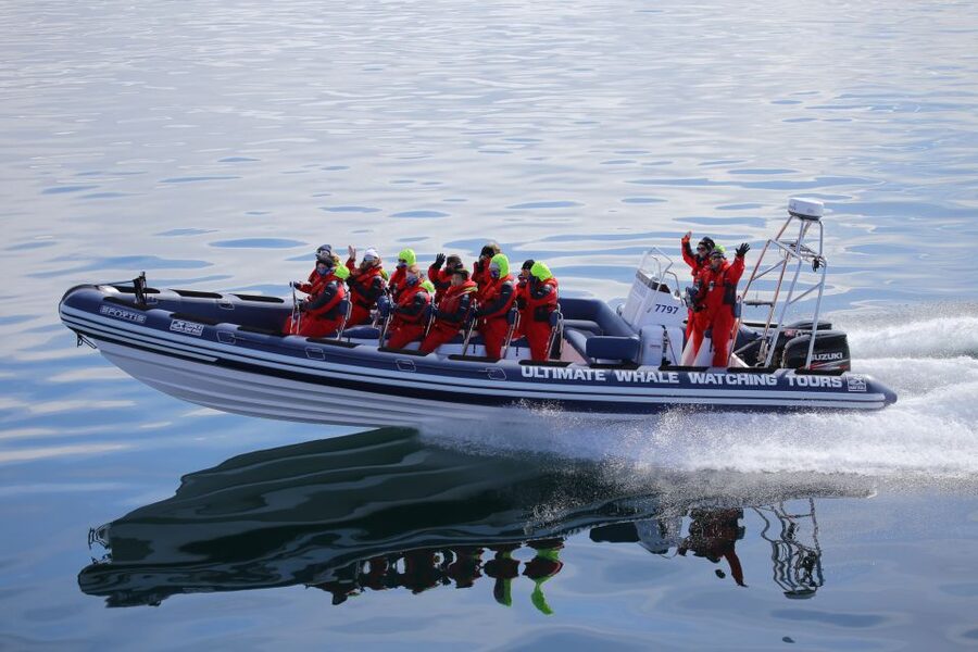 Whale Watching in Reykjavik by Speedboat - Key things I’d prioritize before booking