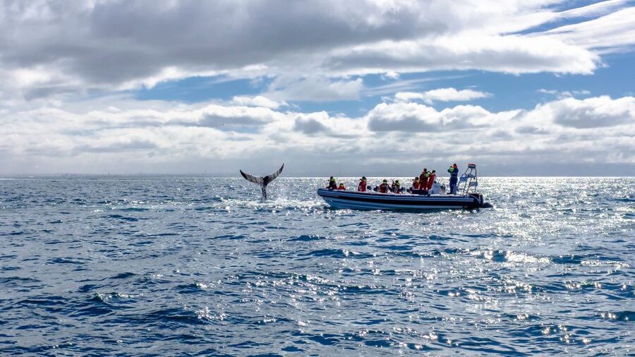 Whale Watching in Reykjavik by Speedboat - Should you book Whale Watching in Reykjavik by Speedboat?