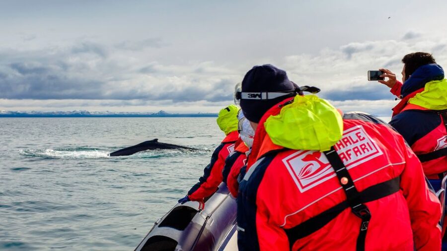 Whale Watching in Reykjavik by Speedboat - Reykjavik RIB whale watching starts fast at Old Harbour