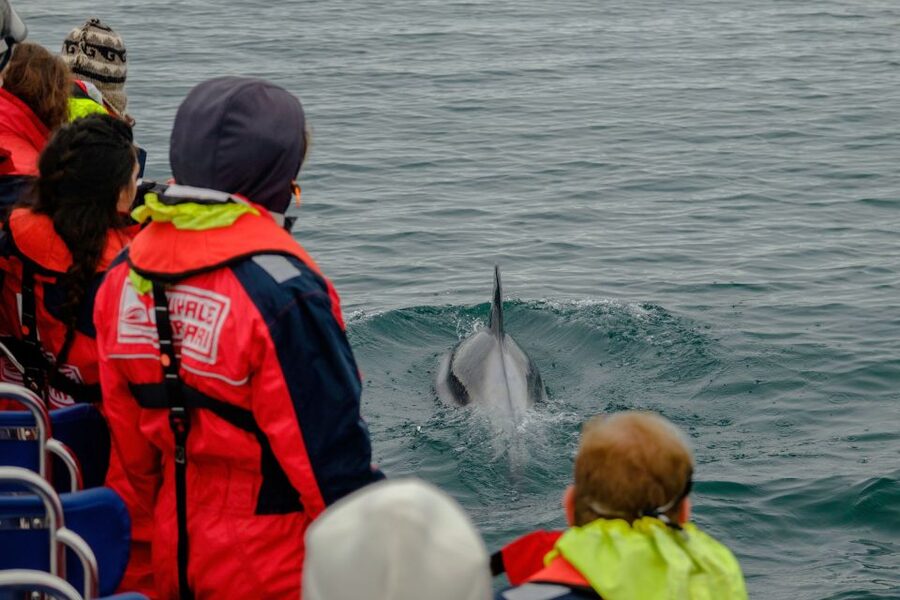 Whale Watching in Reykjavik by Speedboat - Sun Voyager and Harpa: quick stops that make the sea route feel complete