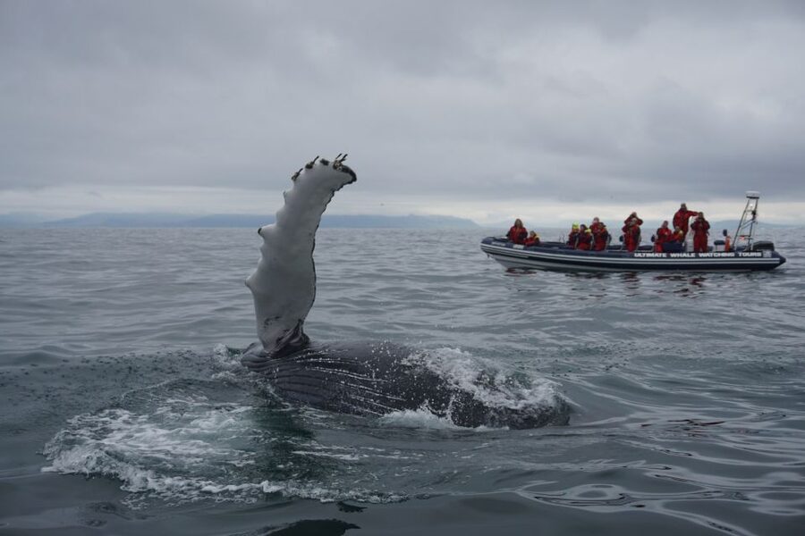 Whale Watching in Reykjavik by Speedboat - Wildlife odds: how to think about whales, dolphins, and seabirds