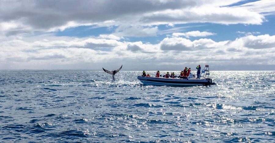 Whale Watching in Reykjavik by Speedboat - Price and value: is about $200 worth it?