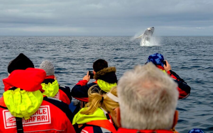 Whale Watching in Reykjavik by Speedboat - Who this RIB tour suits (and who should skip it)