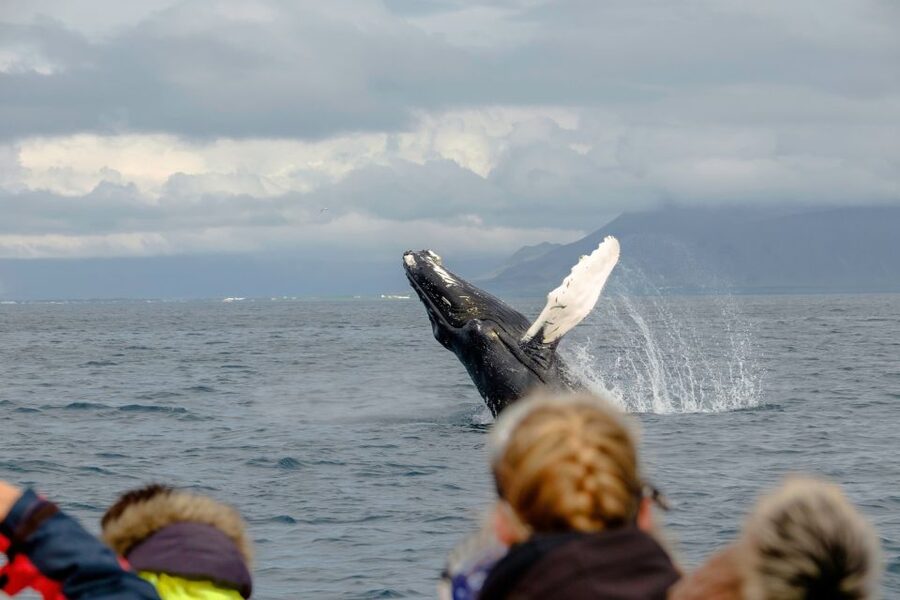 Whale Watching in Reykjavik by Speedboat - Booking smart: timing, what to bring, and what to expect on the day