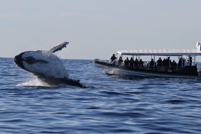 Whale Watching on Speed Boat with canopy from Sydney Harbour - Key Things to Know Before You Go