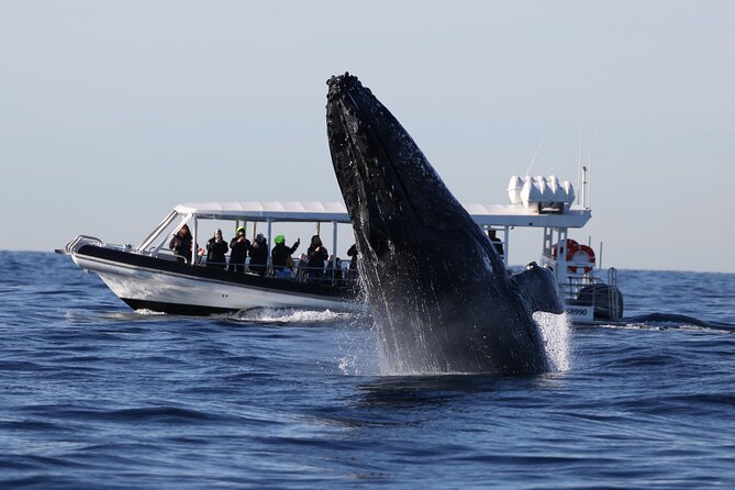 Whale Watching on Speed Boat with canopy from Sydney Harbour - Your Harbor Warm-Up: Sydney Harbour Bridge Up Close From the Water