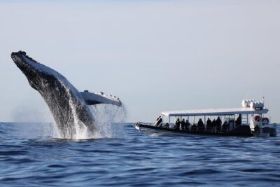Whale Watching on Speed Boat with canopy from Sydney Harbour - Opera House Views That Feel Like They Belong to the City