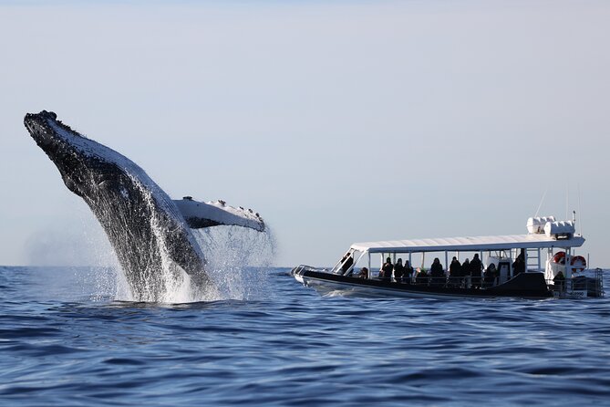 Whale Watching on Speed Boat with canopy from Sydney Harbour - Opera House Views That Feel Like They Belong to the City