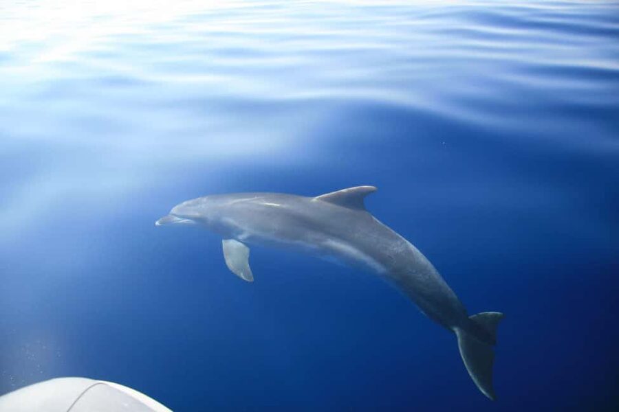 Zadar: Speedboat Tour with Snorkeling & Fruit All Inclusive - Price and value: why $23 can work out surprisingly well