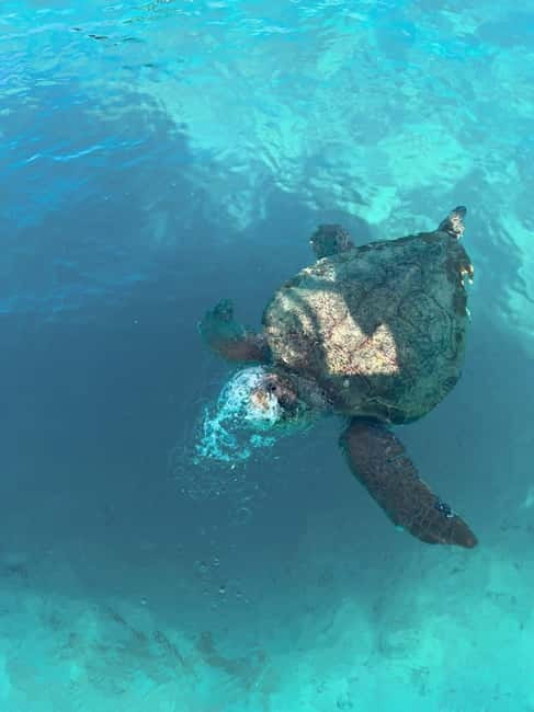 Zakynthos: Turtles, Marathonisi & Keri Caves Speedboat Tour - Zakynthos Turtle Cruise: What You’re Really Buying